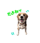 ビーグル犬BECK④（個別スタンプ：2）