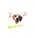 ビーグル犬BECK④（個別スタンプ：5）