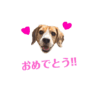 ビーグル犬BECK④（個別スタンプ：6）