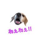 ビーグル犬BECK④（個別スタンプ：7）