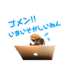 ビーグル犬BECK④（個別スタンプ：8）