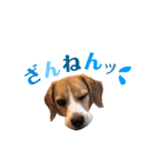 ビーグル犬BECK④（個別スタンプ：9）