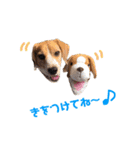 ビーグル犬BECK④（個別スタンプ：10）