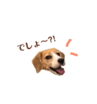 ビーグル犬BECK④（個別スタンプ：11）