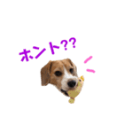 ビーグル犬BECK④（個別スタンプ：12）