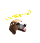 ビーグル犬BECK④（個別スタンプ：13）