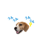 ビーグル犬BECK④（個別スタンプ：15）