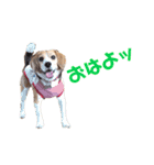 ビーグル犬BECK④（個別スタンプ：16）