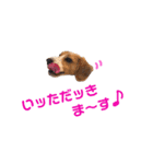 ビーグル犬BECK④（個別スタンプ：17）