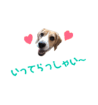 ビーグル犬BECK④（個別スタンプ：18）