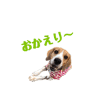 ビーグル犬BECK④（個別スタンプ：19）