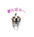 ビーグル犬BECK④（個別スタンプ：21）