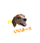 ビーグル犬BECK④（個別スタンプ：22）