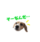 ビーグル犬BECK④（個別スタンプ：23）