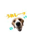 ビーグル犬BECK④（個別スタンプ：24）
