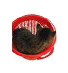 ねこ の みーこ 2 写真（個別スタンプ：2）