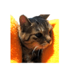 ねこ の みーこ 2 写真（個別スタンプ：3）