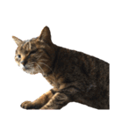 ねこ の みーこ 2 写真（個別スタンプ：4）