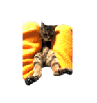 ねこ の みーこ 2 写真（個別スタンプ：5）