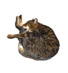 ねこ の みーこ 2 写真（個別スタンプ：6）