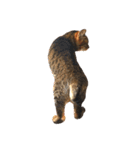 ねこ の みーこ 2 写真（個別スタンプ：7）