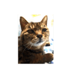ねこ の みーこ 2 写真（個別スタンプ：9）