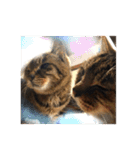 ねこ の みーこ 2 写真（個別スタンプ：10）