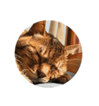 ねこ の みーこ 2 写真（個別スタンプ：11）