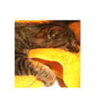 ねこ の みーこ 2 写真（個別スタンプ：13）