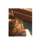 ねこ の みーこ 2 写真（個別スタンプ：14）