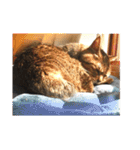 ねこ の みーこ 2 写真（個別スタンプ：15）