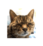ねこ の みーこ 2 写真（個別スタンプ：16）