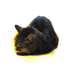 ねこ の みーこ 2 写真（個別スタンプ：18）