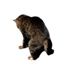 ねこ の みーこ 2 写真（個別スタンプ：19）