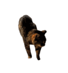 ねこ の みーこ 2 写真（個別スタンプ：20）