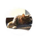 ねこ の みーこ 2 写真（個別スタンプ：22）