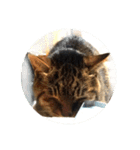 ねこ の みーこ 2 写真（個別スタンプ：23）