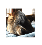 ねこ の みーこ 2 写真（個別スタンプ：24）