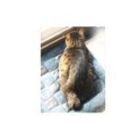 ねこ の みーこ 2 写真（個別スタンプ：26）