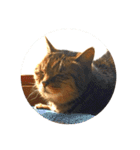 ねこ の みーこ 2 写真（個別スタンプ：27）