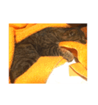 ねこ の みーこ 2 写真（個別スタンプ：28）