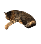 ねこ の みーこ 2 写真（個別スタンプ：29）