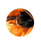 ねこ の みーこ 2 写真（個別スタンプ：30）