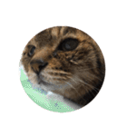ねこ の みーこ 2 写真（個別スタンプ：31）