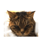 ねこ の みーこ 2 写真（個別スタンプ：32）