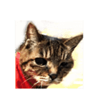 ねこ の みーこ 2 写真（個別スタンプ：33）