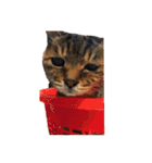 ねこ の みーこ 2 写真（個別スタンプ：35）