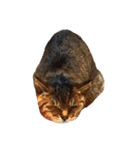 ねこ の みーこ 2 写真（個別スタンプ：36）