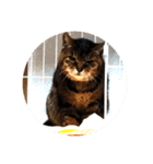 ねこ の みーこ 2 写真（個別スタンプ：37）