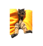 ねこ の みーこ 2 写真（個別スタンプ：38）